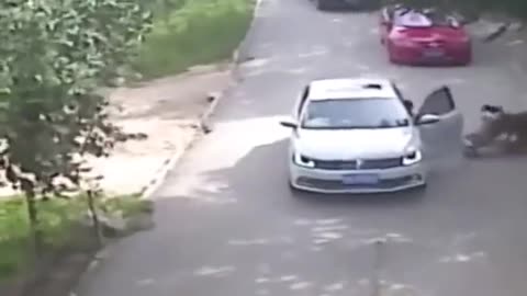 Woman gets out of the car to argue with her husband while inside a Tiger Safari