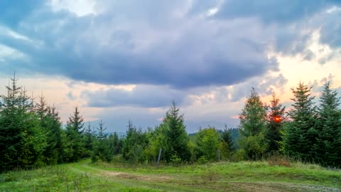 yellow sunset over the pine forest Forest Copyright Free Videos Free Stock Videos #Forest