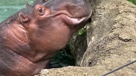 Hungry Hippos Enjoy Pumpkin Treats || ViralHog