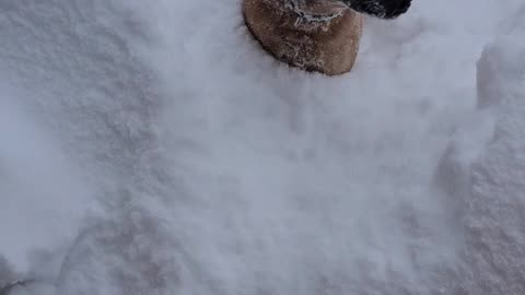 Dogs Jump Into 5 Feet of Snow
