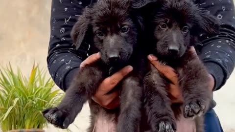 Two cute baby Tein dogs |
