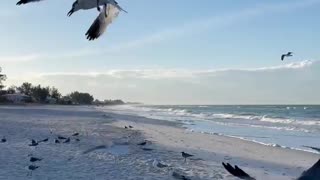 Florida Birds