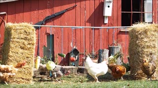 A Buffet made for Chickens