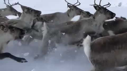 Racing the Reindeer