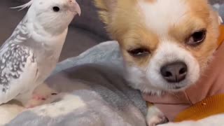 Funny parrot playing with dog 😂