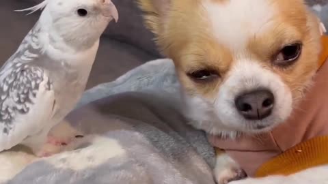 Funny parrot playing with dog 😂