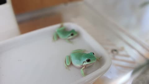 My Tadpoles Transforms into a Cute Tree Frog #4