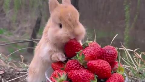 Rabbit, I want to eat all the strawberries in this bowl of cute pets. Rabbit, cute little garden pe