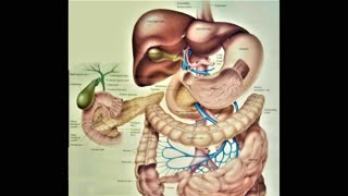 Congested Liver - Leaky Gut - Low Thyroid Hormones