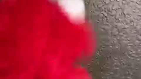 Elmo is too funny