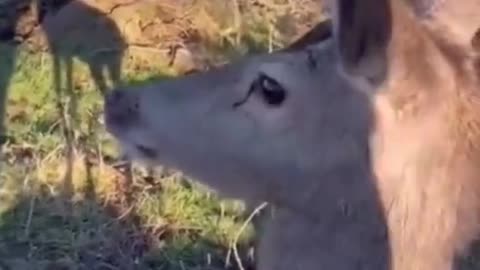 Deer walks up to Hunter