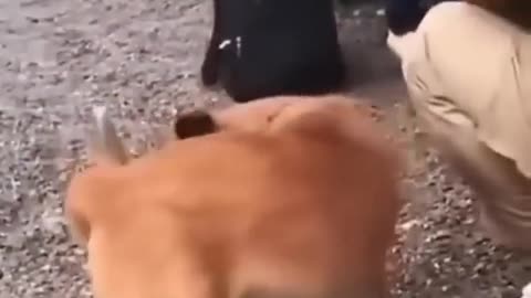 Funny animals 😂 cute 😍 amazing video
