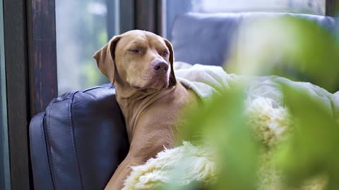 Furry Friend Finds Peace: Dog Enjoys Relaxation Time