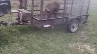 Moving a pig