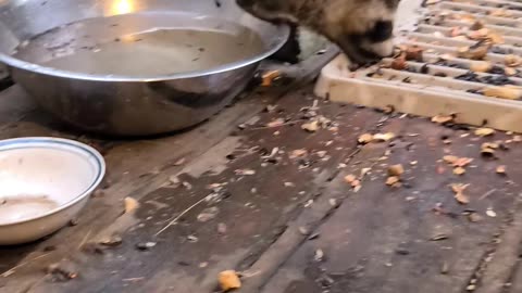 07-08-23 | Feeding Baby Raccoons | Part 12 | #shorts