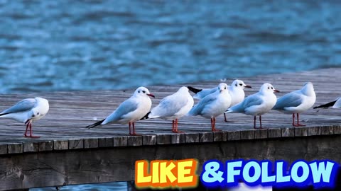 Birds seagulls waterfowl free stock video. Free for use & download.
