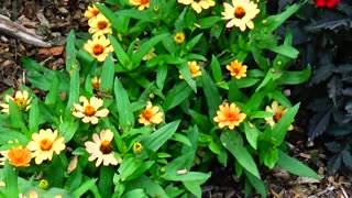 Zinnia Angustifolia