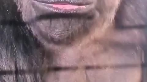 Listen out for some happy gorilla noises! #gorilla #asmr #mukbang #eating