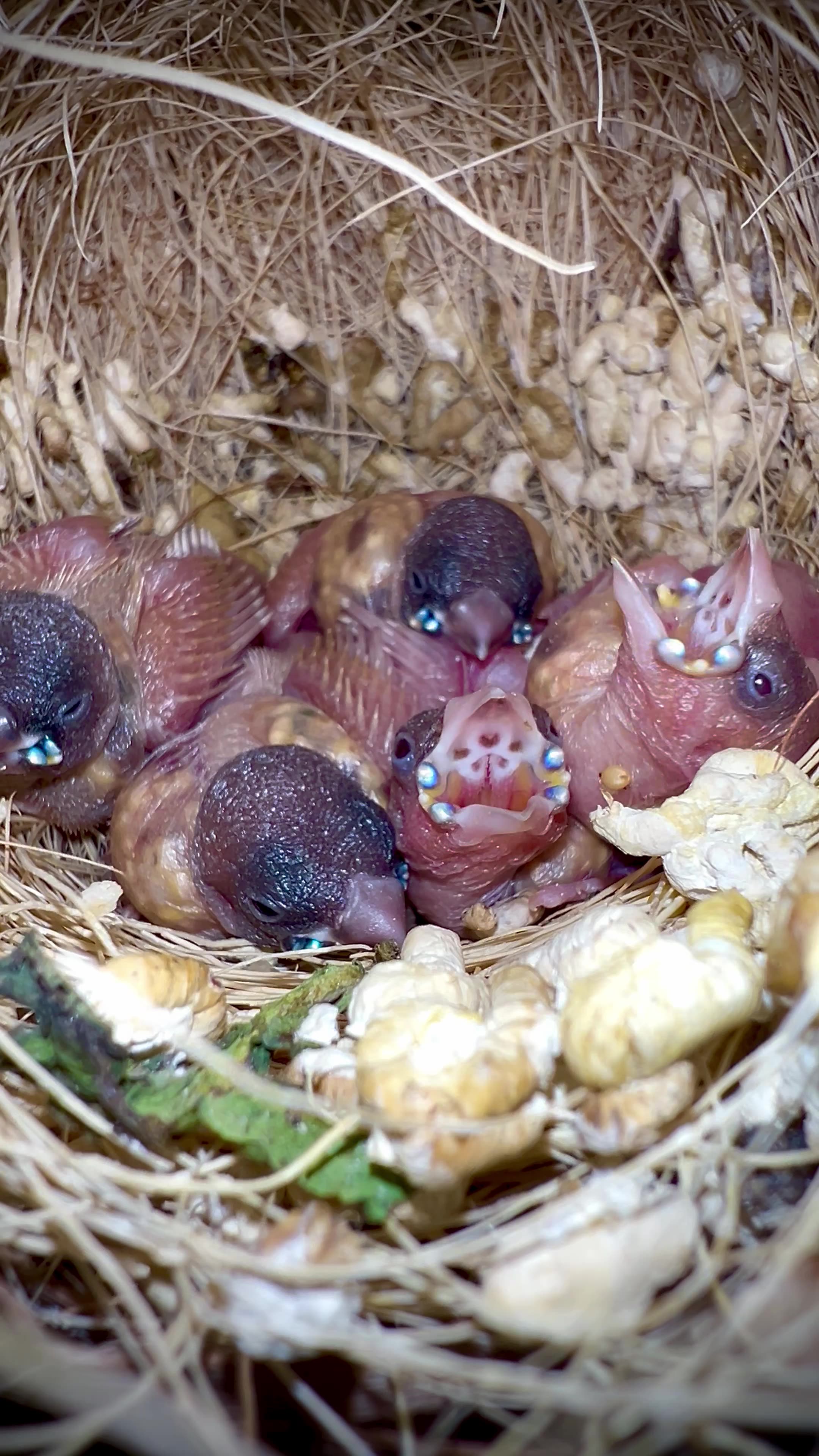 Gouldian Finch Chicks in Bird Nest