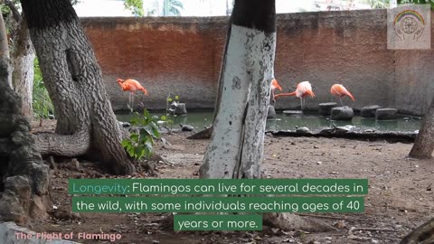 The Flight of Flamingo