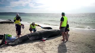 Wildlife experts seek cause of mass whale-stranding