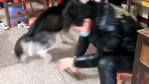 Funny Kung Fu Doggy 😂🤣