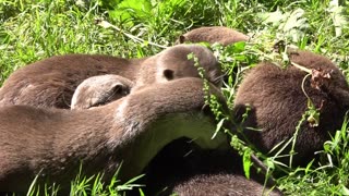 Dartmoor Zoo. Home of I bought a Zoo Sparkwell Plymouth Devon England Otters and Young.