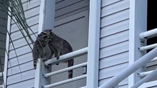 The Unknown Creature in The Ceiling Was a Big Momma Raccoon and Her Babies