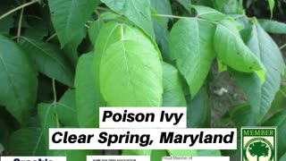 Poison Ivy Clear Spring Maryland