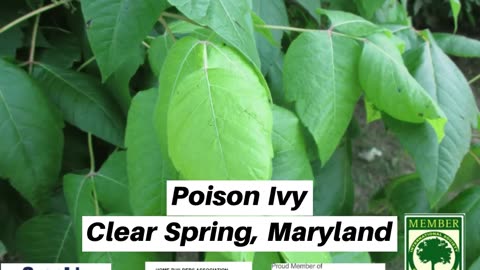 Poison Ivy Clear Spring Maryland