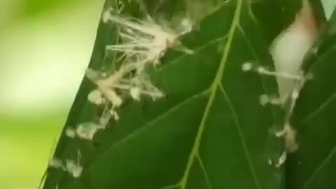 The Common Tailorbird Creates A Cradle For Her Nest By Sewing Together Leaves Using Plant Fibers Or Spider Silk