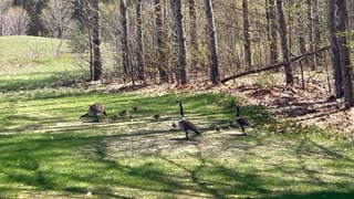 Baby Geese on the Golf Course