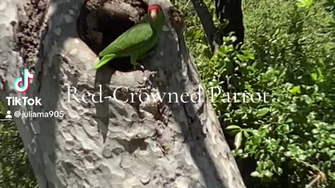 Red-Crowned Parrot Flies Our Way LA US