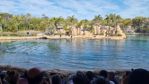 Sea world dolphin show