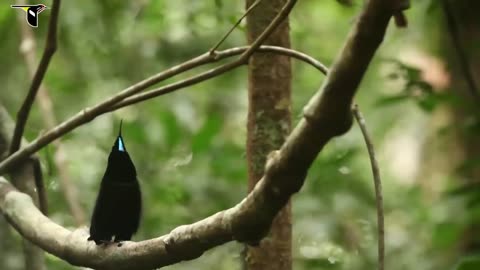 Birds-of-Paradise Project Introduction.