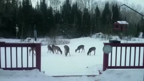 Feeding the Deer on a Typical Winter Morning