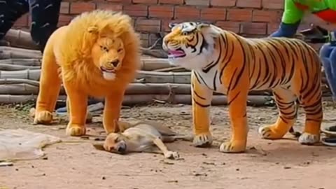 Lion And Tiger Prank On Dogs Funny video