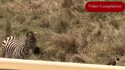 Hyena vs Zebra Fight - Top 10 Craziest Animal Attacks Animal Compilation 2019