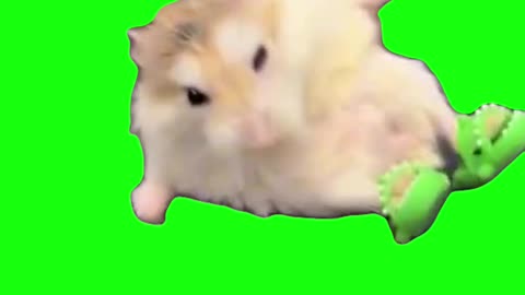 Hamster With Flip Flops Falling | Green Screen