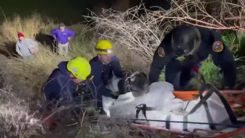 Austin Fire Dept. rescues 150-lb dog that slipped into riverbank amid TX winter storm conditions