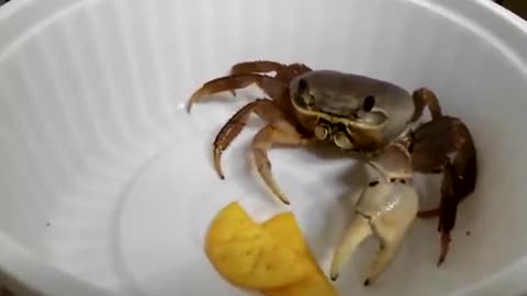 pet crab eating chips