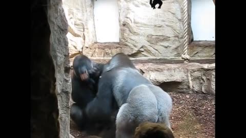 when a gorilla attacks another