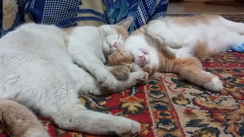 Two brothers and kind cats