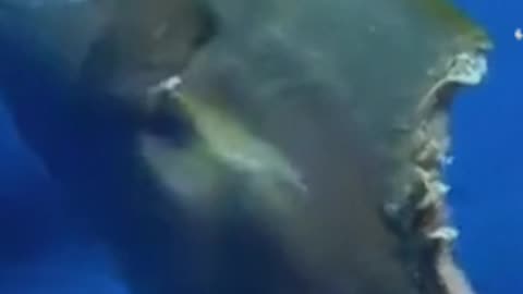 Zombie fish caught on cam