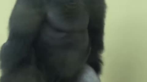 Funny Gorilla