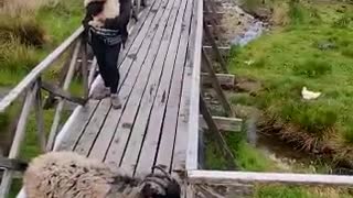 Goat Won't Let Woman Pass