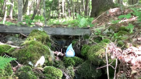 Dr. McLovin relaxing by the stream with the chickens.