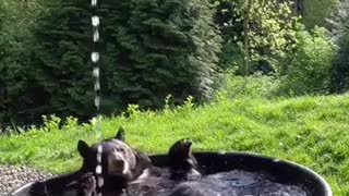 urso brincando e tomando banho