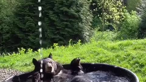 urso brincando e tomando banho