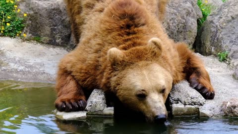 Bear brown bear dangerous